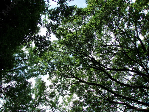 trees in the forest