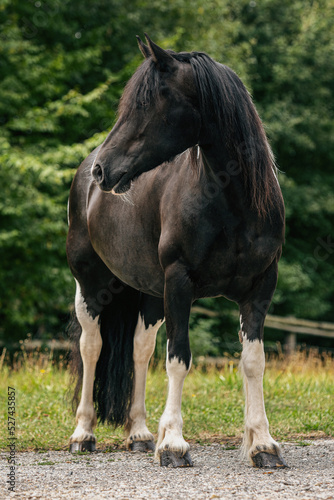 Portrait of a beautiful barockpinto horse mare in summer outdoors