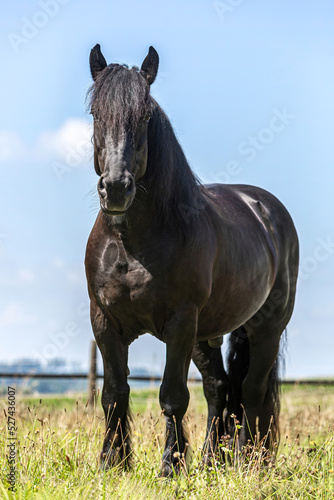 Portrait of a beautiful black percheron coldblood horse gelding on a pasture in summer outdoors