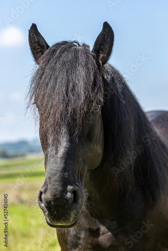 Portrait of a beautiful black percheron coldblood horse gelding on a pasture in summer outdoors © Annabell Gsödl
