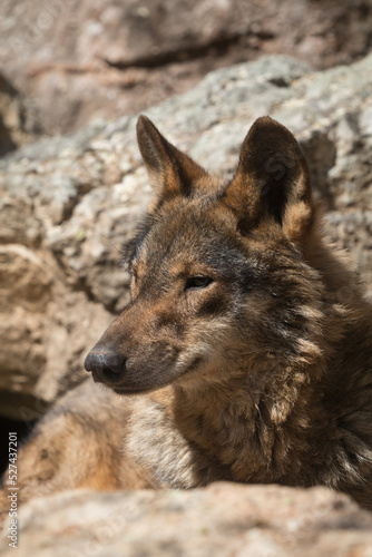 Cara de lobo  manda de lobo