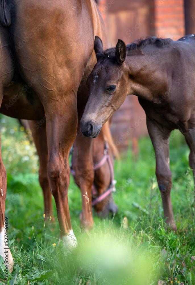 Fototapeta premium portrait of black foal posing with mom. close up, farming life