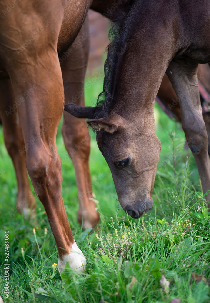 Obraz premium portrait of black foal posing with mom. close up, farming life