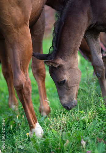 portrait of black foal posing with mom. close up, farming life