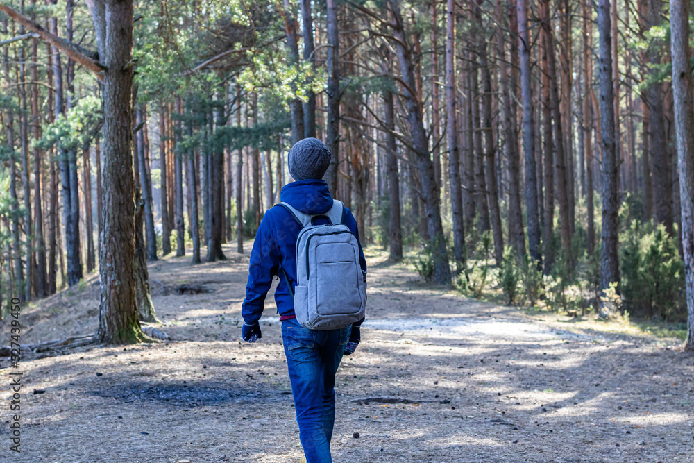 Fototapeta premium one man walks in a pine forest in the spring during the cold season