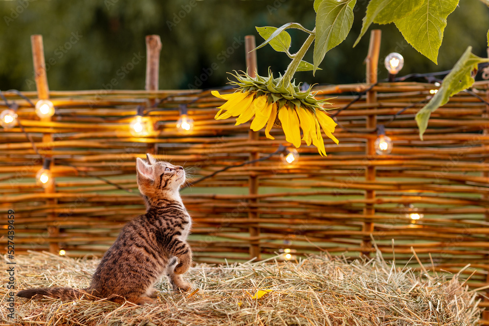 cute, funny brown kitten cat breed bengal stands in the hay looks at the  yellow sunflower on the ranch against the background of lights in the  summer Stock Photo | Adobe Stock