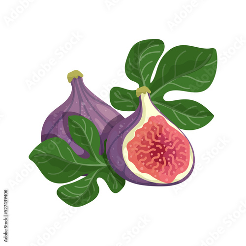 Ripe fig, half fruit with green fig tree leaves.Isolated vector graphic.