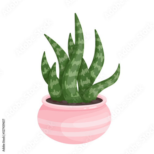 Colorful succulent in a ceramic pot. Cartoon vector graphics.