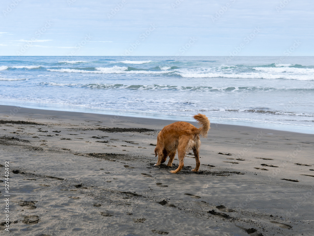 Dog on the Beach in Piha, New Zealand. Dog on the Beach in Piha, New Zealand.