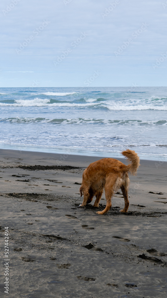 Dog on the Beach in Piha, New Zealand. Dog on the Beach in Piha, New Zealand.