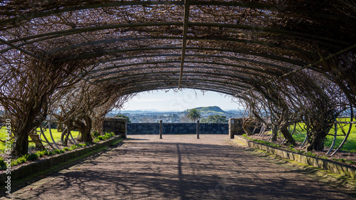 Natural tunnel made by twigs, Auckland