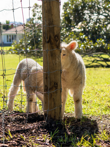 Sheep raised in the park, Auckland, New Zealand.