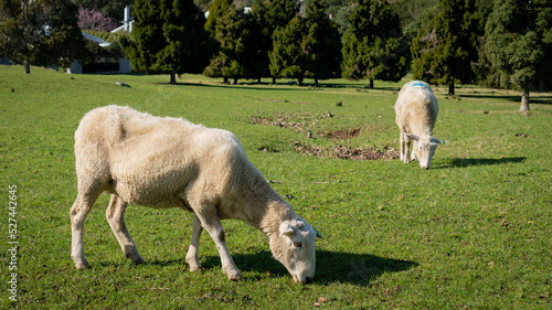 Sheep raised in the park, Auckland, New Zealand.