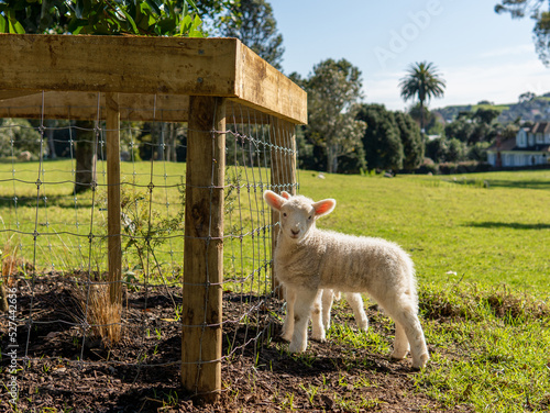 Sheep raised in the park, Auckland, New Zealand.