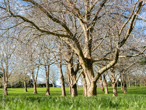 Dry trees in winter in New Zealand.