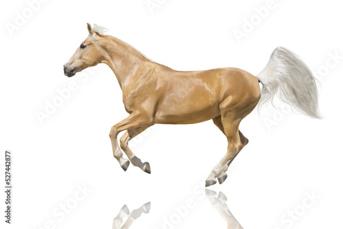 Cremelo horse isolated