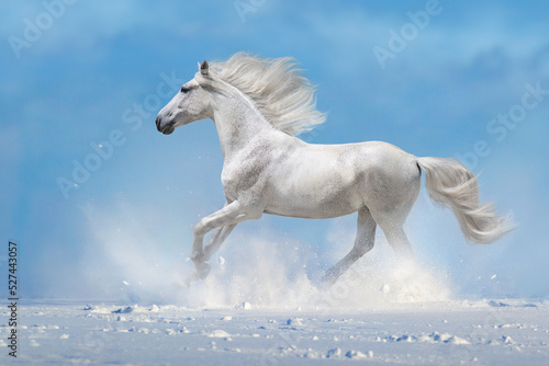 White horse run fast in snow