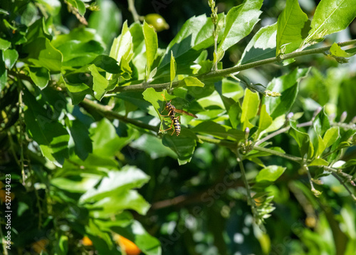 Australian hornet (Abispa ephippium)