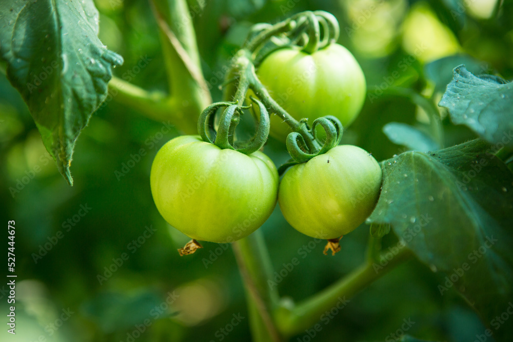 The first small green fruits of tomatoes close-up. Growing tomatoes in a greenhouse. Professional growing tomato. Agriculture, agribusiness. Ecological organic product.