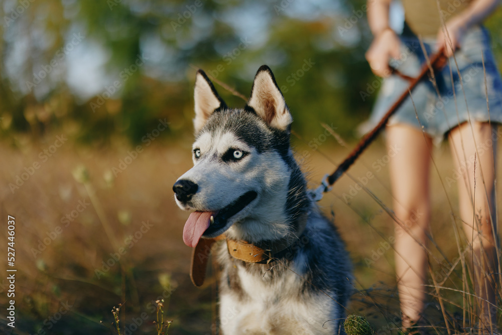 Husky dog ​​walks in nature on a leash in the park, sticking out his tongue from the heat