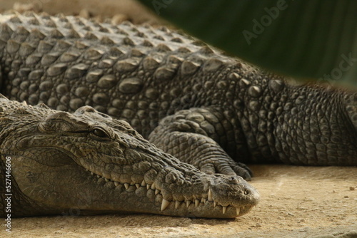 Close-up Of Crocodile Fototapet