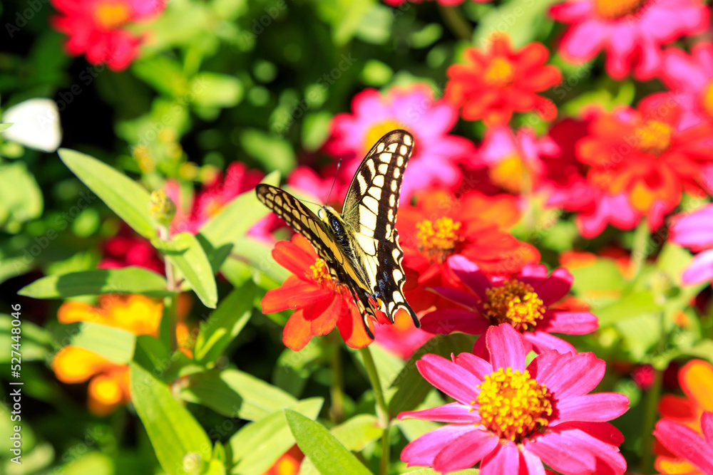 Flowers Garden Gardening Landscaping Floral Pattern Butterfly Flowers Garden Gardening Landscaping Floral Pattern Butterfly
