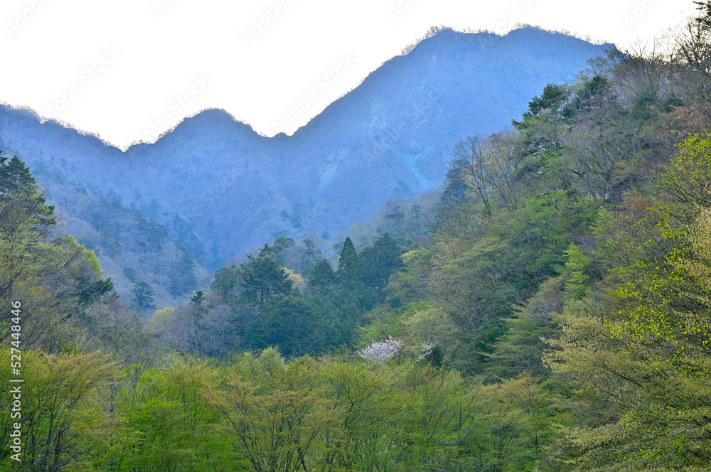 Obraz premium 丹沢の大室山 犬越路南コース 用木沢の新緑と小笄と大笄を望む 丹沢 大室山 犬越路南コース 用木沢より左が小笄、右が大笄 