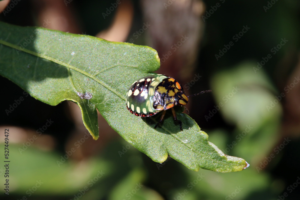 Fototapeta premium Grüne Reiswanzen (Nezara viridula) - Nymphe