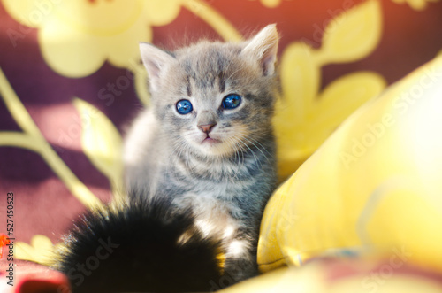 Cute Little Gray Kitten With Blue Eyes. Pet © andrii yalanskyi/EyeEm