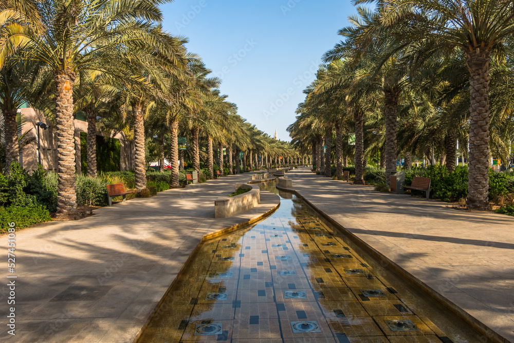 City park with exotic palm trees, botanical garden in Abu Dhabi. 