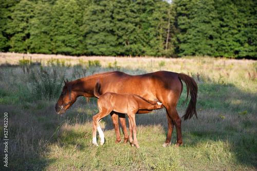 Mom horse with a small foal stand in the rays of the bright sun on the lawn