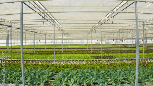 Bio vegetables and organic crops growing in greenhouse with transparent film and ventilated hydroponic enviroment with drip irrigation. Rows of different types of lettuce grown without pesticides.