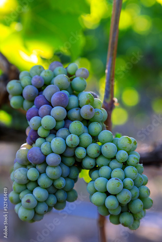 Veraison Pinot Gris Grape Vineyard photo