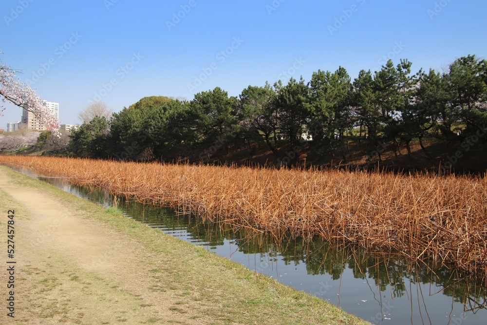 Obraz premium 福岡市の舞鶴公園