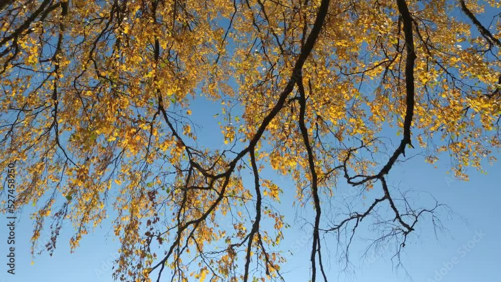 Yellow branches of tall trees. Autumn sunny clear day. Tall birch trees grow. Their long curved black branches with bright yellow leaves sway in the wind. Part of the leaves breaks off and falls down. Yellow branches of tall trees. Autumn sunny clear day. Tall birch trees grow. Their long curved black branches with bright yellow leaves sway in the wind. Part of the leaves breaks off and falls down.