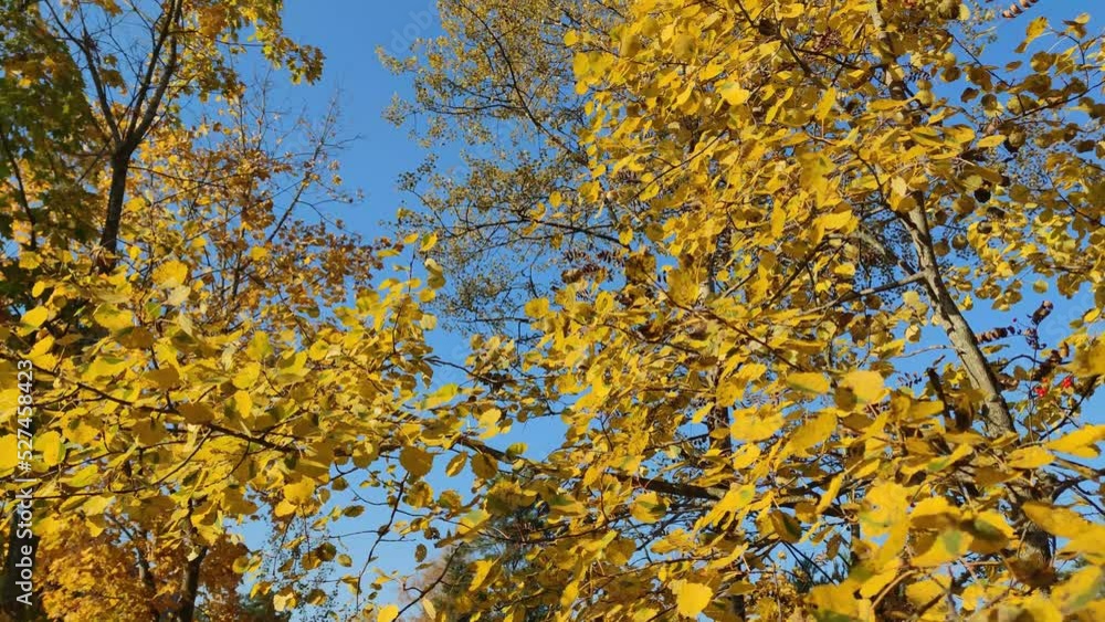 Yellow leaves of autumn trees. Autumn sunny clear day. Young low trees grow. Their long curved branches with bright yellow leaves sway in the wind. Part of the leaves breaks off and falls down. Yellow leaves of autumn trees. Autumn sunny clear day. Young low trees grow. Their long curved branches with bright yellow leaves sway in the wind. Part of the leaves breaks off and falls down.