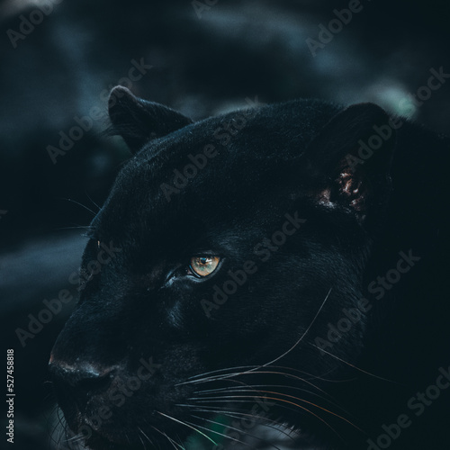 Canvas Print black and white cat