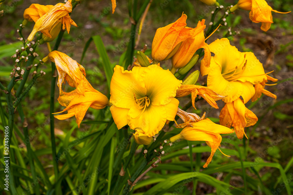 Fototapeta premium Yellow lilies grow in the garden