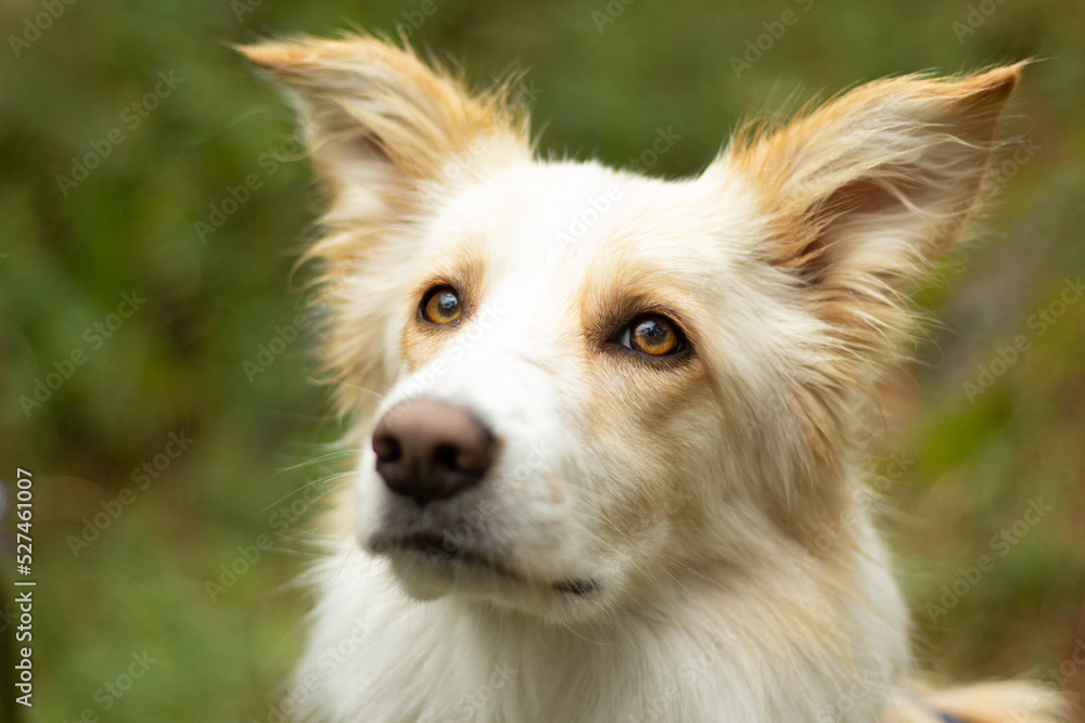 Fototapeta premium Paseo en el bosque