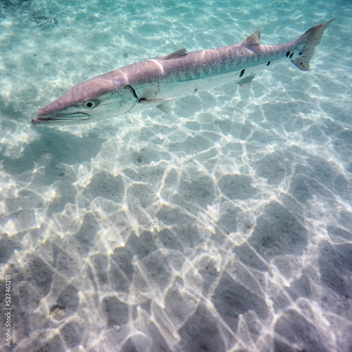 Barracuda in crystal clear water