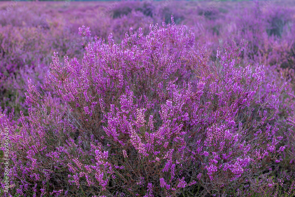 Selective focus bush of wild purple flowers Calluna vulgaris (heath, ling or simply heather) is the sole species in the genus Calluna in the flowering plant family Ericaceae, Nature floral background.