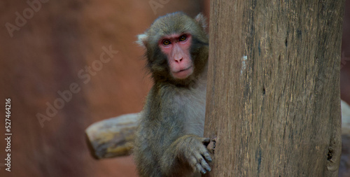 Photography macaque