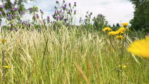 Wildflowers in the grass swaying in the wind on a sunny day, 4k resolution