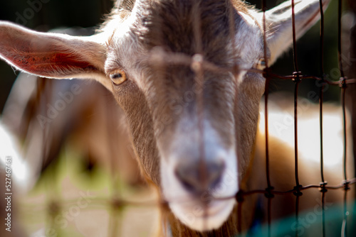 Close-up Of Goat Fototapet