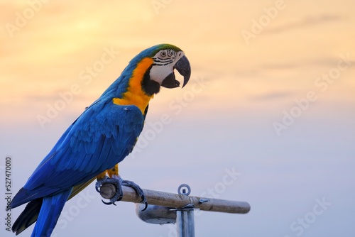 Photo Low Angle View Of Parrot Perching On Branch