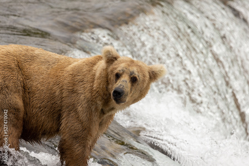 Grazer, Brookes Fall Grizzly Bear