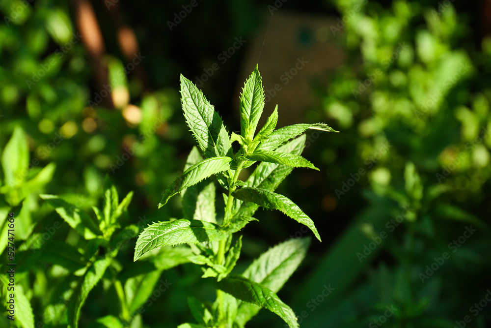 Beautiful mint with lush green leaves growing outdoors, closeup Beautiful mint with lush green leaves growing outdoors, closeup