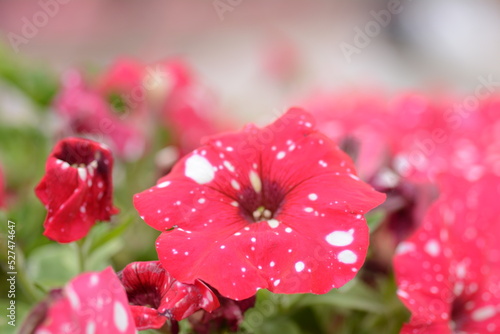 Petunia flowers, red flower, pink flowers , violet and Petunia is genus of 20 species photo