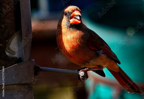 Fotografiet Male Northern Cardinal On The Bird Feeder