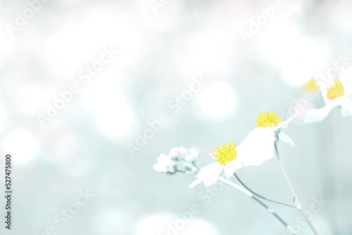 The White flowering grass,vintage style green tone as background.